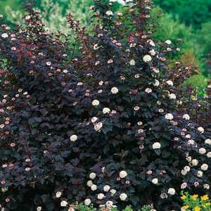 Bladderwort Diablo - un ornament eficient al grădinii