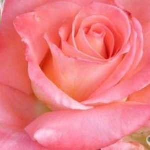 Raffaello - Rose, care arată minunat într-un buchet