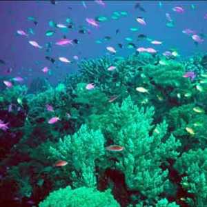 Reefuri - ce este? Barieră, recif de corali