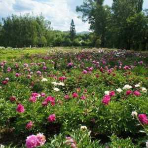 Frumusețea luxuriantă a lumii plantelor din grădina botanică Ufa