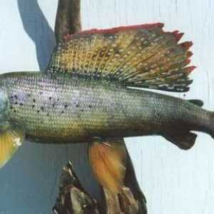 Fish lipyling: descriere și habitat