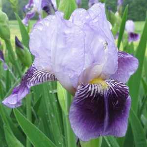 Irisuri de grădină: plantare și îngrijire în toamnă