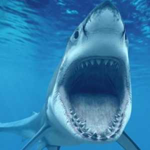 Cel mai periculos rechin din lume este cel în care te-ai dus
