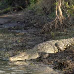 Cei mai mari crocodili din lume: soiurile și descrierea lor