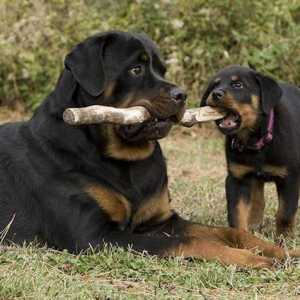 Cele mai devotate rase de câini: descrierea și natura raselor
