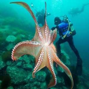 Cei mai misterioși locuitori ai oceanului: caracatițe uriașe