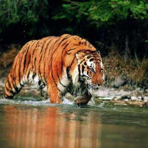 Cel mai mare tigru din lume - ce este?