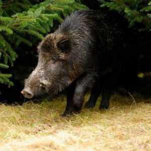 Cel mai mare mistreț din lume: povesti uimitoare despre porcii sălbatici