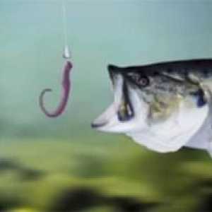 Secretele de pescuit: o momeală pentru pești