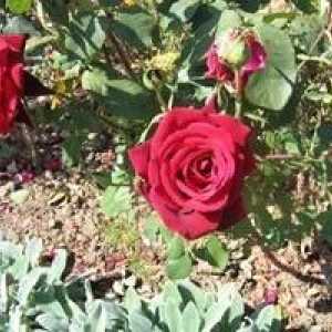 Horticultură Secretele: Transplantul de trandafiri în toamnă
