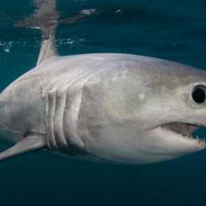 Un rechin de hering: un mod de viață, caracteristici ale unei structuri, o fotografie