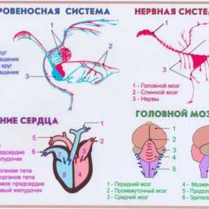 Inima la păsări: structura și caracteristicile sistemului circulator