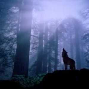Seria `Wolf Lake `este o fuziune complexă a misticismului și romantismului