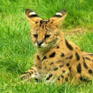 Serval (pisică): descriere, caracter, fotografie. Conținutul pisicii era servitor la domiciliu