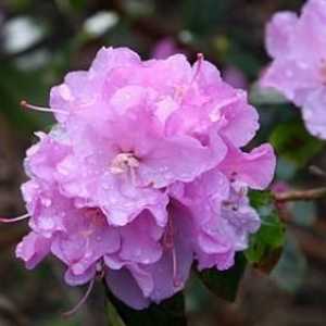Îngrijire sezonieră: Adăpostul Rhododendron pentru iarnă