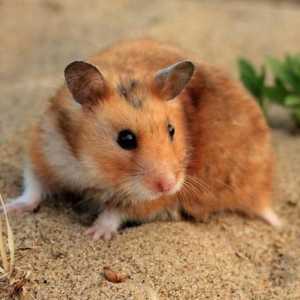 Hamsteri sirieni: clasificare, descriere și îngrijire