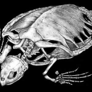 Scheletul țestoaselor: caracteristici ale unei structuri și ale unei fotografii