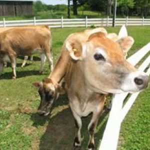 Cât de mult lapte dă o zi o vacă și de ce depinde producția de lapte?