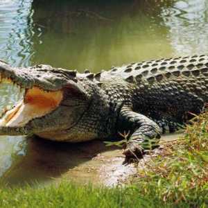 Cati dinti are un crocodil? Și alte fapte interesante