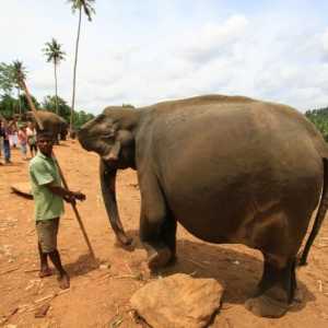 Câți elefanți au și cum le pasă de descendenții lor?