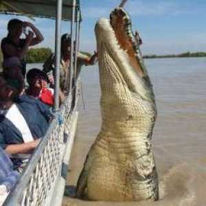 Cât costă crocodilul? Cel mai mic și cel mai mare crocodil. Câți crocodili trăiesc