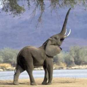 Cât timp trăiește un elefant? Vom afla!
