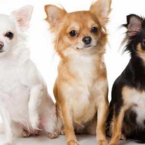 Câți trăiesc Chihuahua și cum să extindeți acest termen