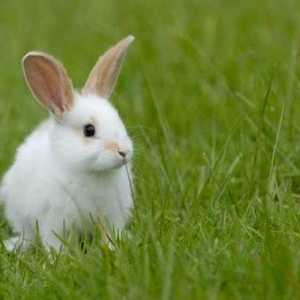 Câți iepuri trăiesc din diferite specii - trăsături și fapte interesante