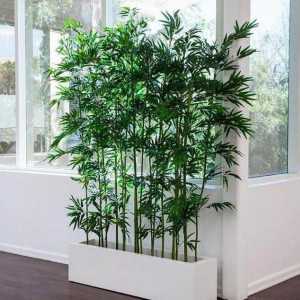 Rata de creștere a bambusului, regulile de plantare și de îngrijire, caracteristicile de creștere