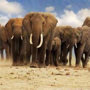Elefant elefant african și indian: diferențe majore și asemănări