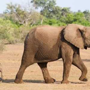 Un elefant este un simbol al a ceea ce? Importanța animalului în diferite țări și religii