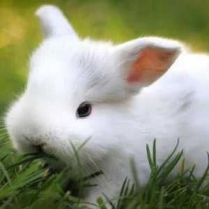 Solikoks pentru iepuri: instrucțiuni, efecte secundare, costuri