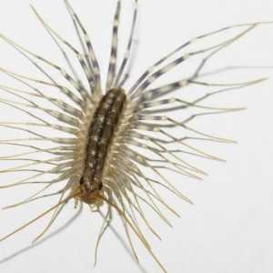 Centipeda este otrăvitoare, cum să scapi de ea