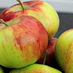 Apple tip Rossoshanskoe dungi: descrierea cultivar, particularitățile de cultivare, fotografie