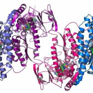 Compoziția de proteine: ce știm despre ea?