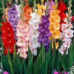 Sfat pentru grădinari începători: când să săpăm becuri gladiolus