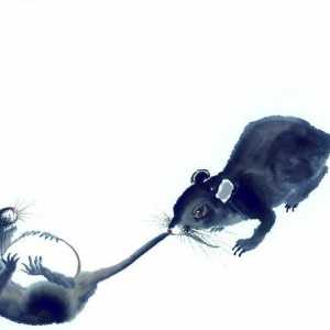 Compatibilitatea șobolanilor masculi și a șobolanilor-femele. Perspectivele Uniunii