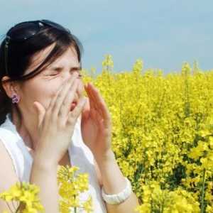Un remediu pentru alergia la ragweed - există?