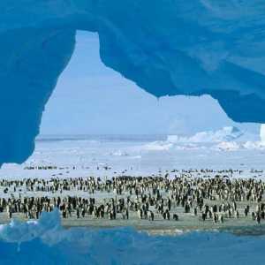 Станция `Мирный` в Антарктиде: координаты, особенности
