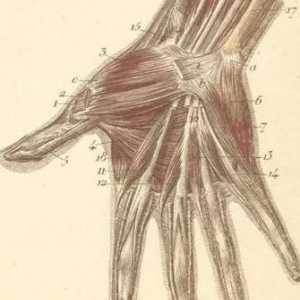 Structura mâinii și încheieturii mâinii. Structura anatomică a mâinii