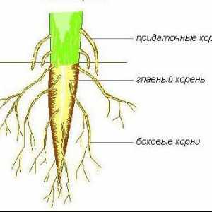 Structura rădăcinii plantei. Caracteristicile structurii rădăcinii