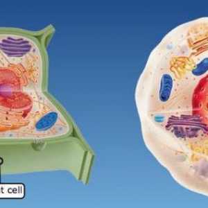 Structura celulelor vegetale și animale: asemănări și diferențe