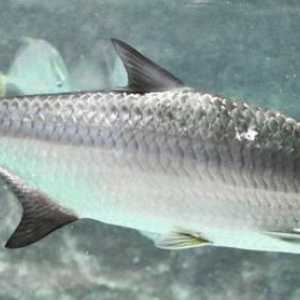 Tarpon este un pește pentru pescuit sportiv. Descrierea speciei, structurii și habitatului.