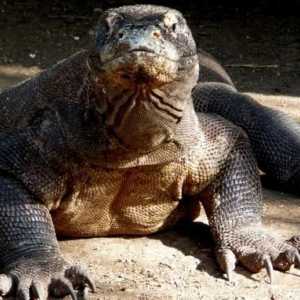 Umbra dinozaurilor. Dragonul Komodo este cea mai mare șopârlă modernă!