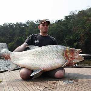Tiger pește Goliath este un prădător al râului Congo