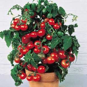 Tomato `bonsai`: descriere, caracteristici, recenzii. Cultivarea tomatelor pe balcon
