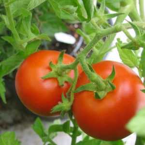 Tomat "Volgograd": trăsături de soi și tehnologie agricolă