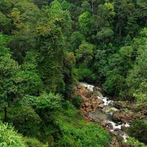 Pădurea tropicală din India: caracteristici ale florei și faunei