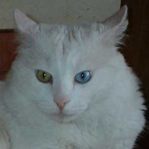 Angora turcească - pisică de frumusețe minunată