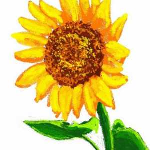 Atelier de creație: cum să desenezi un floarea-soarelui